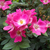 Roza - Mini - pritlikave vrtnice - Ernye